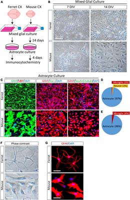 Isolation of ferret astrocytes reveals their morphological, transcriptional, and functional differences from mouse astrocytes